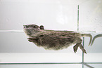 coypu