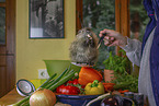 coypu