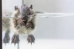 coypu