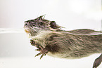 coypu