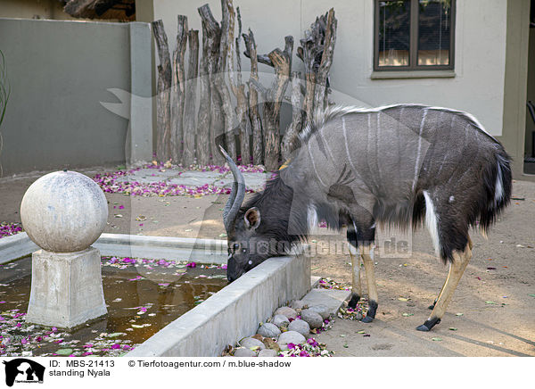 standing Nyala / MBS-21413