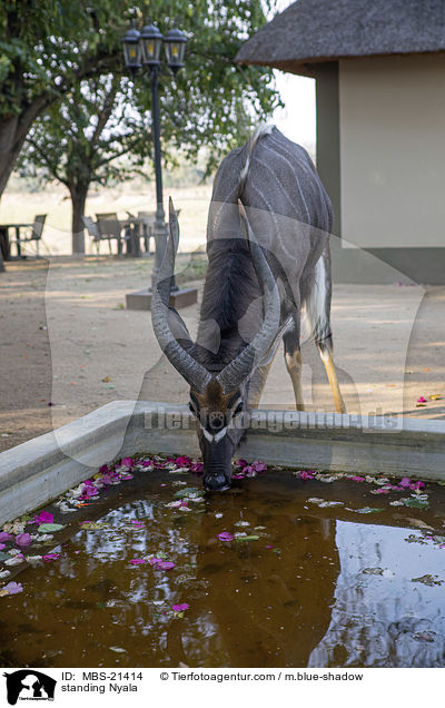stehender Nyala / standing Nyala / MBS-21414