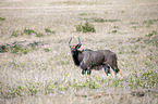 walking Nyala