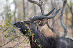 Nyala portrait