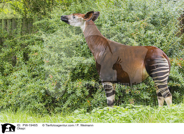 Okapi / PW-19465