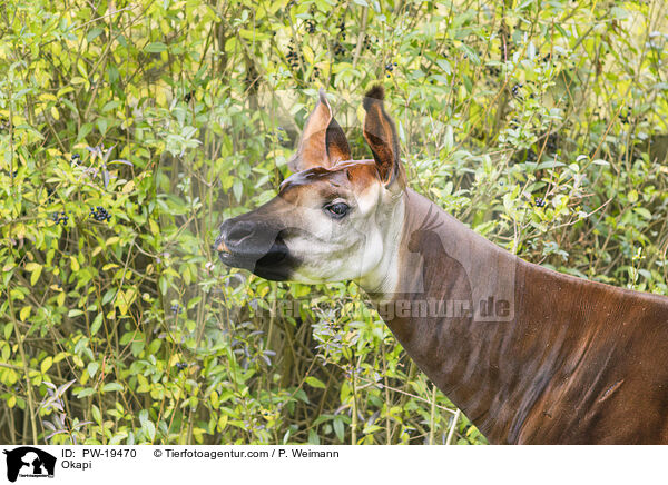 Okapi / Okapi / PW-19470
