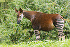 Okapi