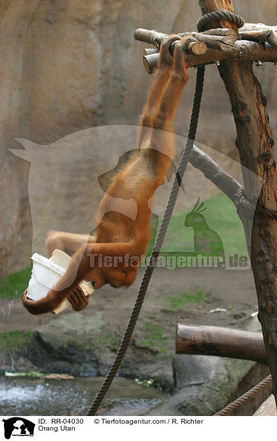 Orang Utan / Orang Utan / RR-04030