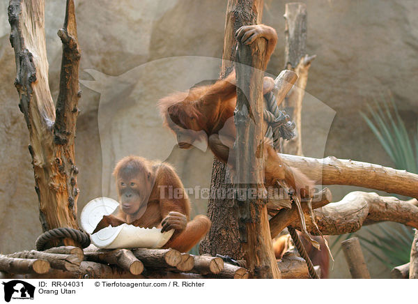 Orang Utan / Orang Utan / RR-04031