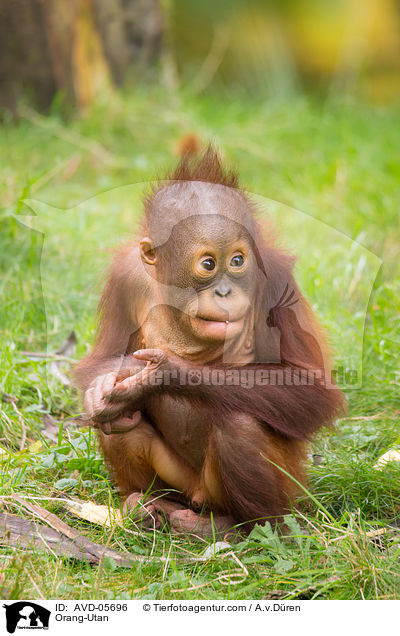 Orang-Utan / Orang-Utan / AVD-05696