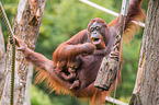 Orang-Utans