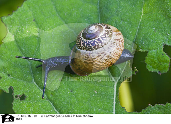 Gefleckte Schnirkelschnecke / snail / MBS-02949