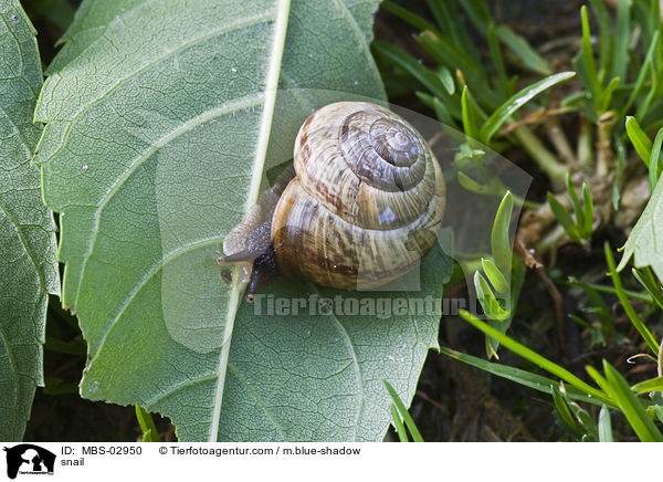 Gefleckte Schnirkelschnecke / snail / MBS-02950