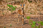 oribi