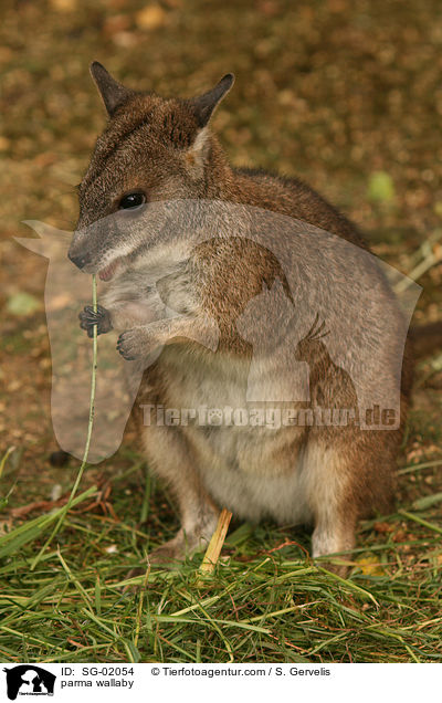 Parmaknguru / parma wallaby / SG-02054