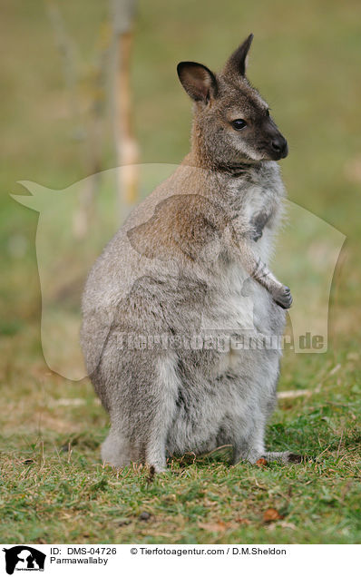 Parmawallaby / DMS-04726