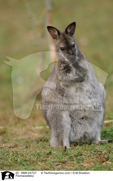 Parmawallaby / DMS-04727