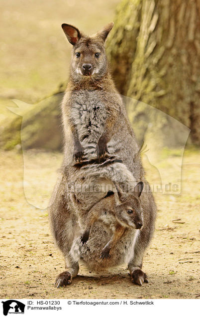 Parmakngurus / Parmawallabys / HS-01230