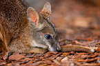 Parmawallaby