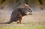 Parmawallaby