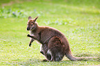 Parmawallaby