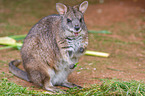 Parma wallaby