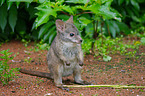 Parma wallaby