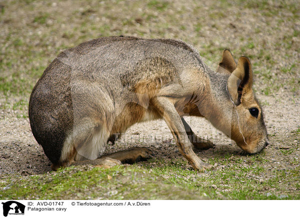 Patagonian cavy / AVD-01747