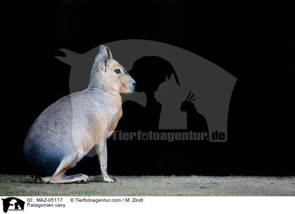 Patagonian cavy / MAZ-05117
