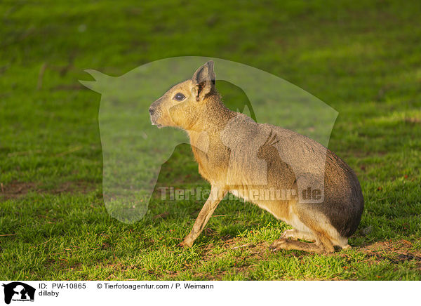 Groer Pampashase / dillaby / PW-10865