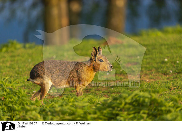 Groer Pampashase / dillaby / PW-10867