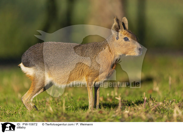 Groer Pampashase / dillaby / PW-10872