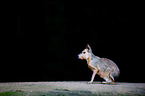 Patagonian cavy