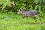 Patagonian Cavy