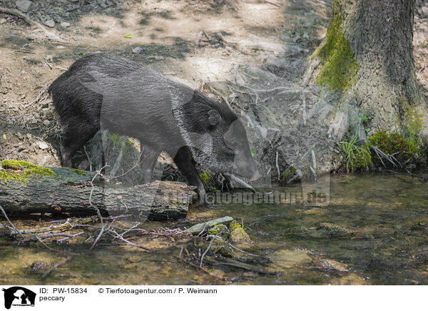 Nabelschwein / peccary / PW-15834