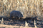 peccary