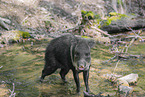 peccary