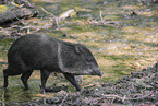 peccary