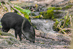 peccary