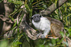 sitting Pied Tamarin