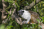 sitting Pied Tamarin