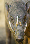 pig-deer