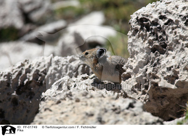 Pfeifhase / Pika / FF-01749