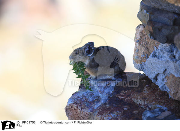Pfeifhase / Pika / FF-01753