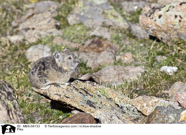Pfeifhase / Pika / MBS-08133