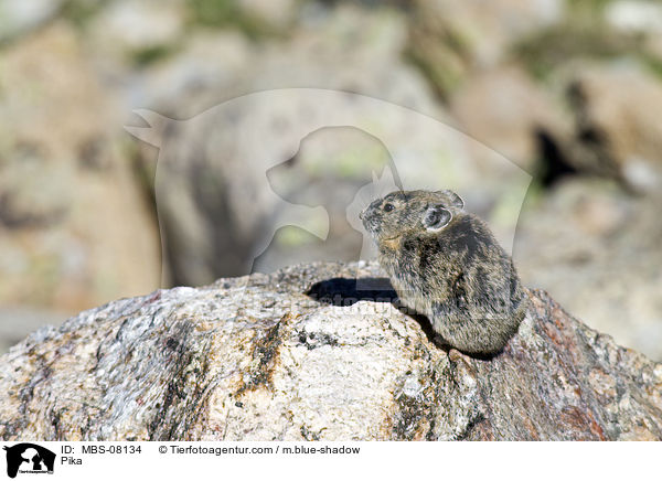 Pfeifhase / Pika / MBS-08134