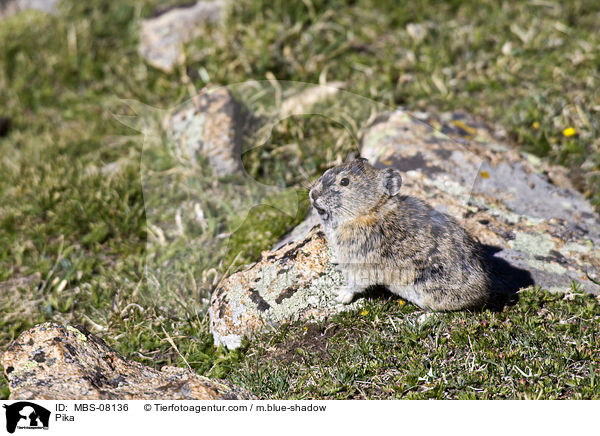 Pfeifhase / Pika / MBS-08136
