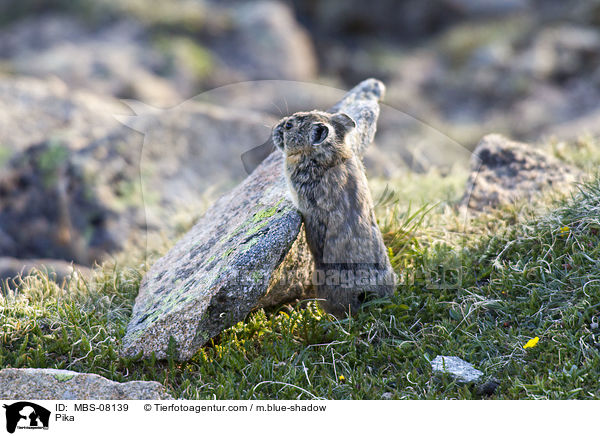 Pfeifhase / Pika / MBS-08139