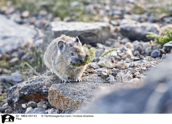 Pfeifhase / Pika / MBS-08143