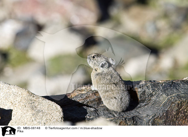 Pfeifhase / Pika / MBS-08148